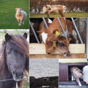 Animals in Iceland Animals in Iceland
