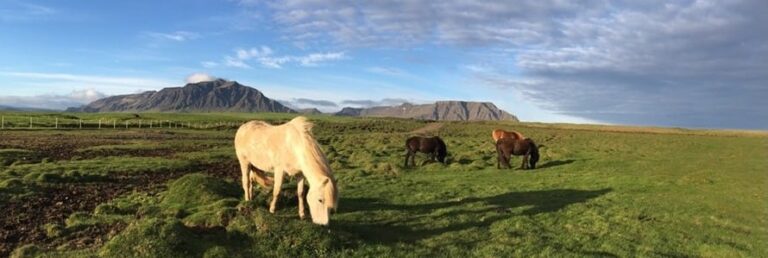 horses in a field in Iceland