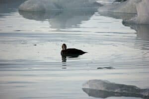 Duck in Jökulsárlón