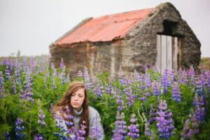 Fields of Lupine in Iceland Fields of Lupine in Iceland