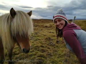 Free roaming horses in Iceland