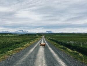 Free roaming sheep in Iceland Free roaming sheep in Iceland