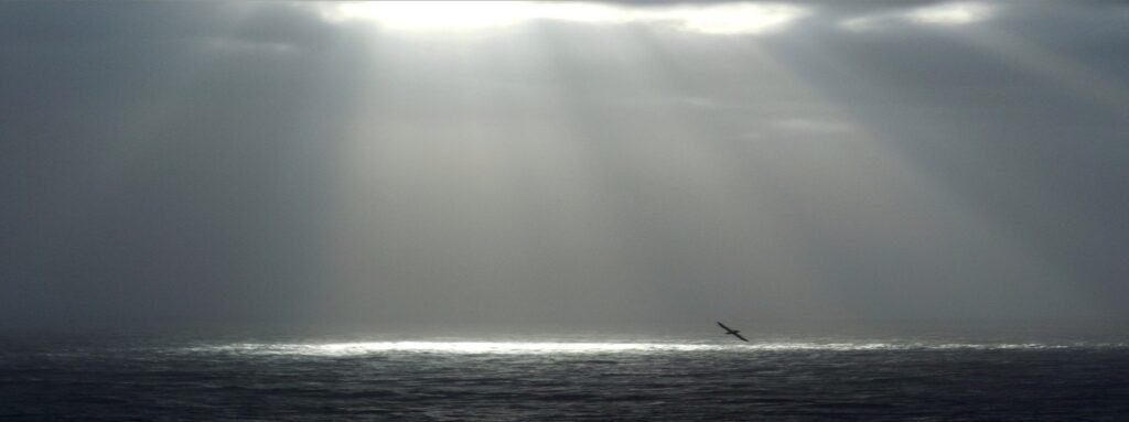 bird flying over sea