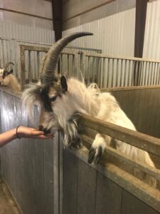 Goats in Iceland Goats in Iceland