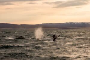 Húsavik Whale tour