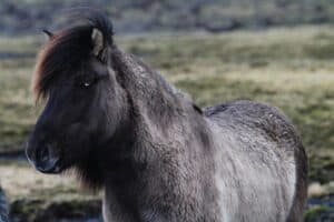 Iceland Horse