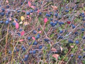 Icelandic Blueberries Icelandic Blueberries