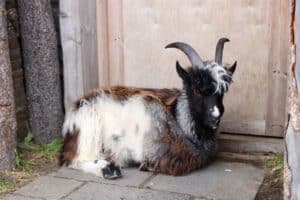 Icelandic Goat