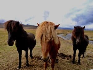 Icelandic horses Icelandic horses