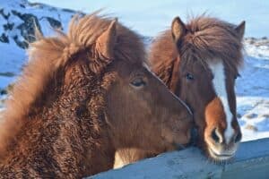 Icelandic horses