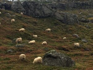 Icelandic sheep grazing
