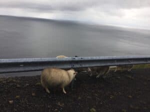 Independent Icelandic Sheep Independent Icelandic Sheep