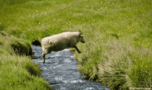 Jumping sheep in Iceland Jumping sheep in Iceland