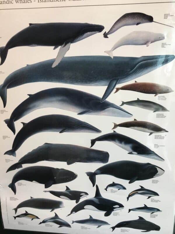 poster of icelandic whales