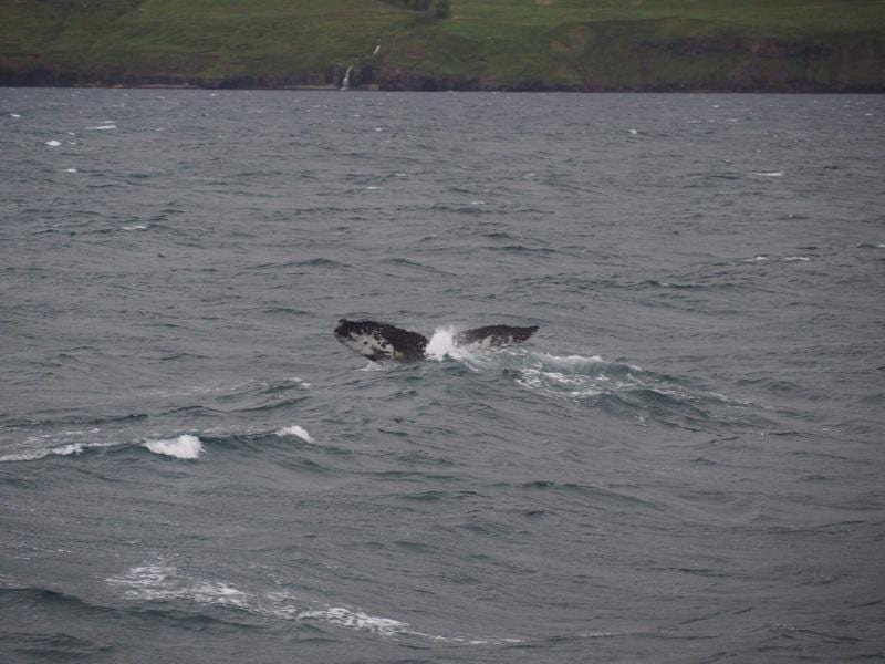 whales in iceland