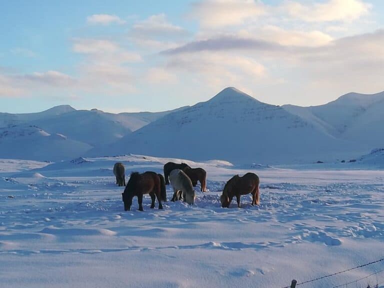 Icelandic horses, beautiful nature, Snow, Winter travel in Iceland