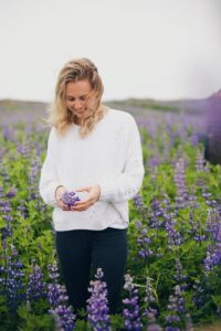 Lupine flowers Iceland Lupine flowers Iceland