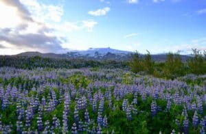 Lupine in Iceland Lupine in Iceland