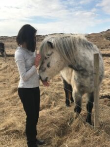 Petting the Icelandic horse Petting the Icelandic horse