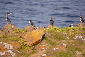 Puffins in Grímsey