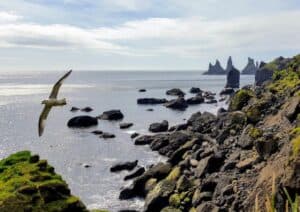 Seagulls by Reynisdrangar Seagulls by Reynisdrangar