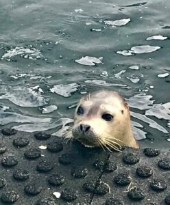 Seal in captivity Seal in captivity