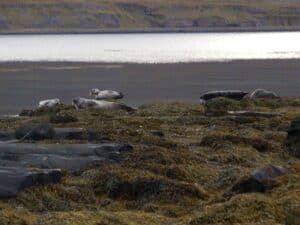 Seals in Strandir