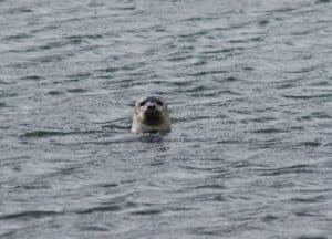 Seals in the Westfjords Seals in the Westfjords