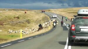 Sheep crossing the Ring Road Sheep crossing the Ring Road