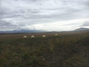 Sheep in Iceland Sheep in Iceland