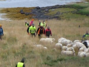 Sheep round-up in Iceland Sheep round-up in Iceland