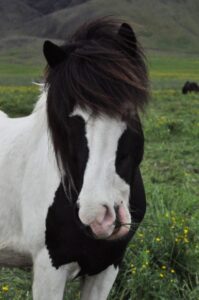 The Icelandic Horse The Icelandic Horse