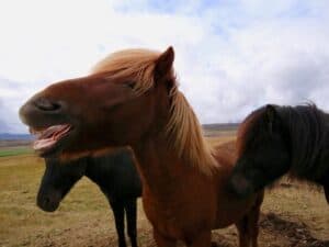 The Icelandic Horse The Icelandic Horse