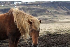 The Icelandic Horse