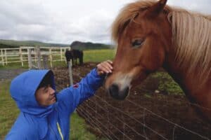 The Icelandic Horse