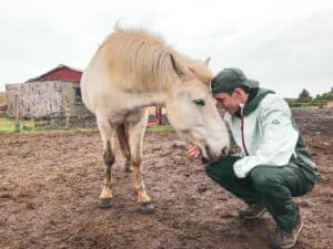 The Icelandic Horse