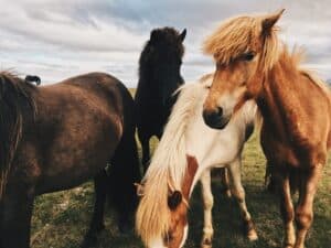 The Icelandic horse The Icelandic horse