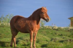 The Icelandic Horse