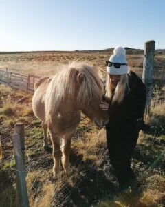 The Icelandic horses