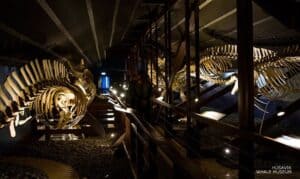 The Whale museum in Húsavik