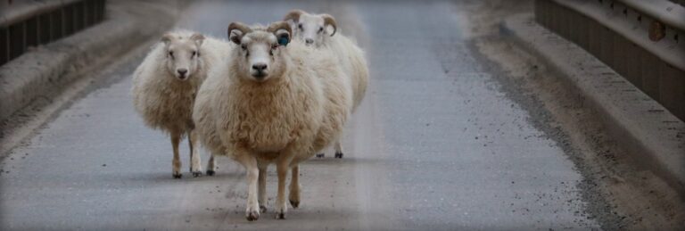 Sheep in Iceland