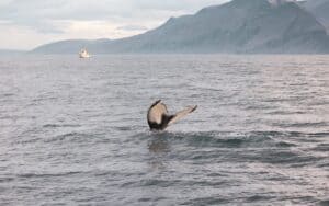 Whales North Iceland