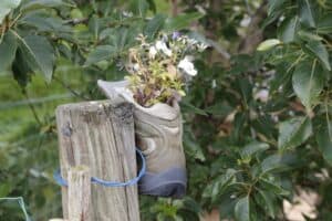 Wild gardening in Iceland