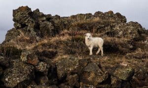 Young Icelandic Lamb