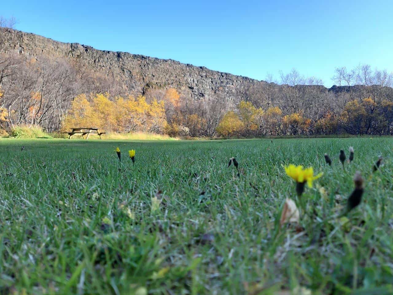 field and bench in Ásbyrgi