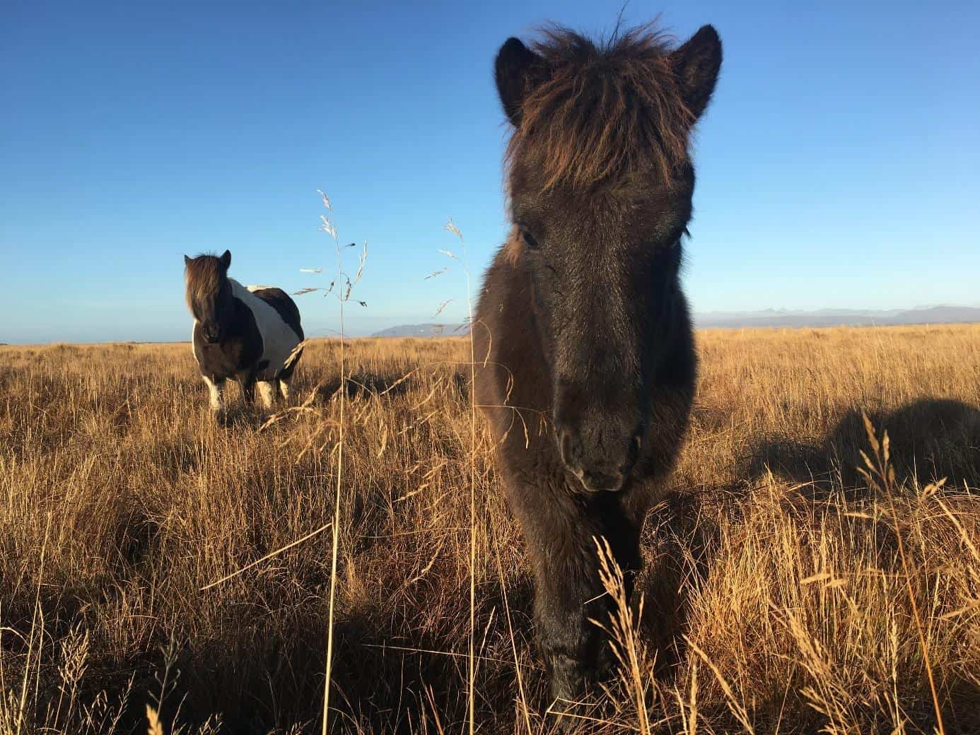 two icelandic horses standing in a field in autumn