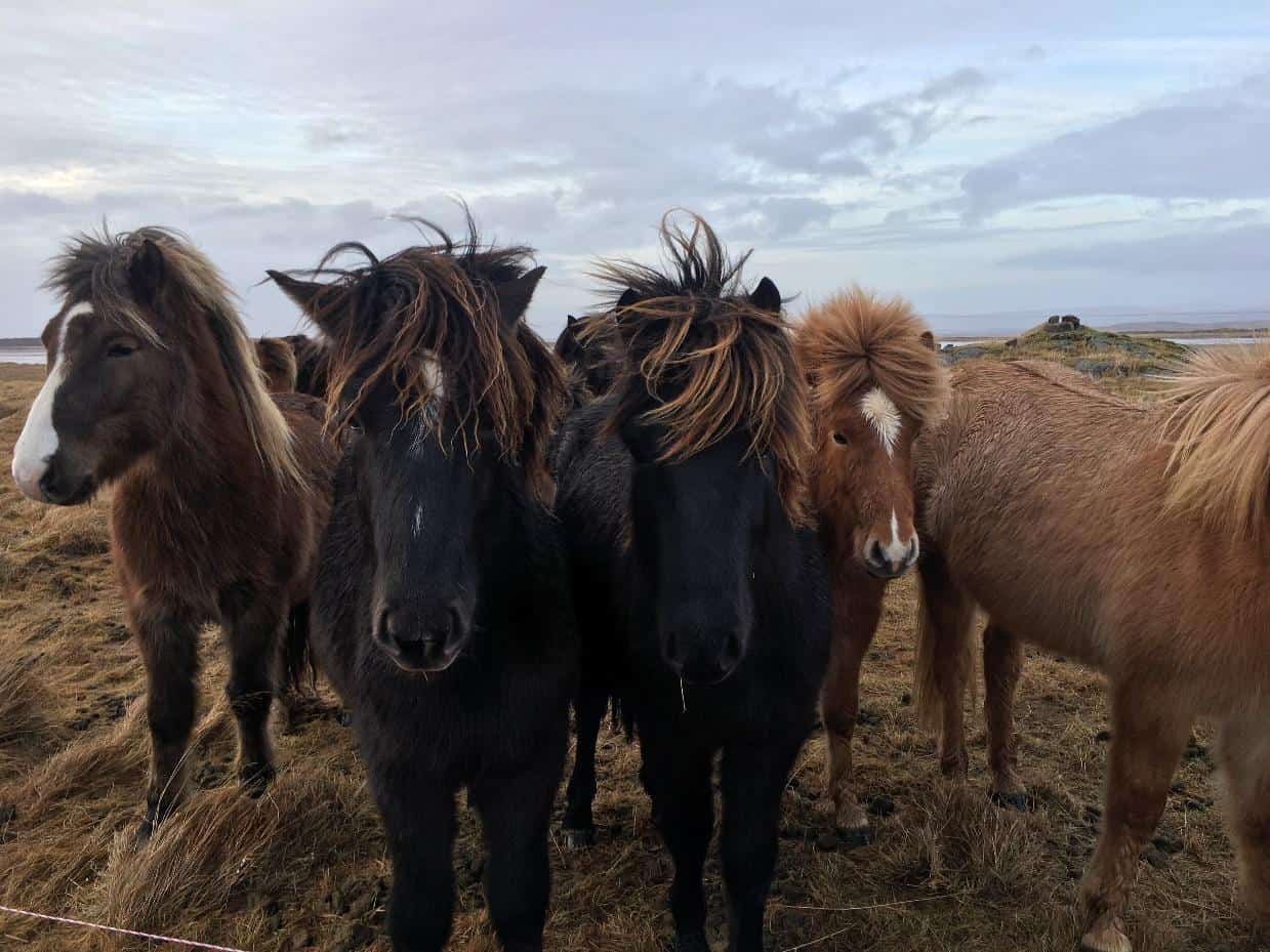 horses standing outside in pasture