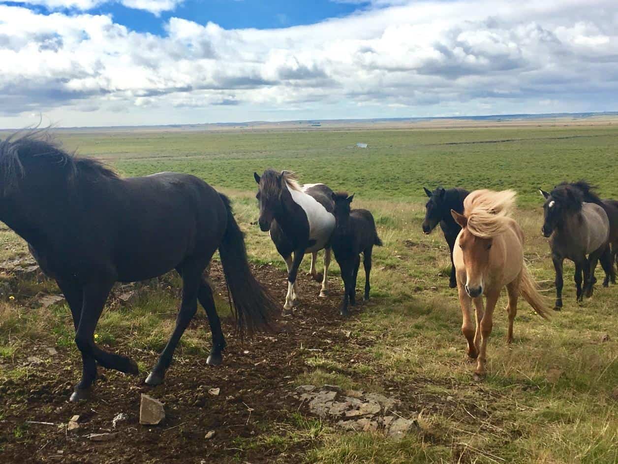 Icelandic horses walking in the field