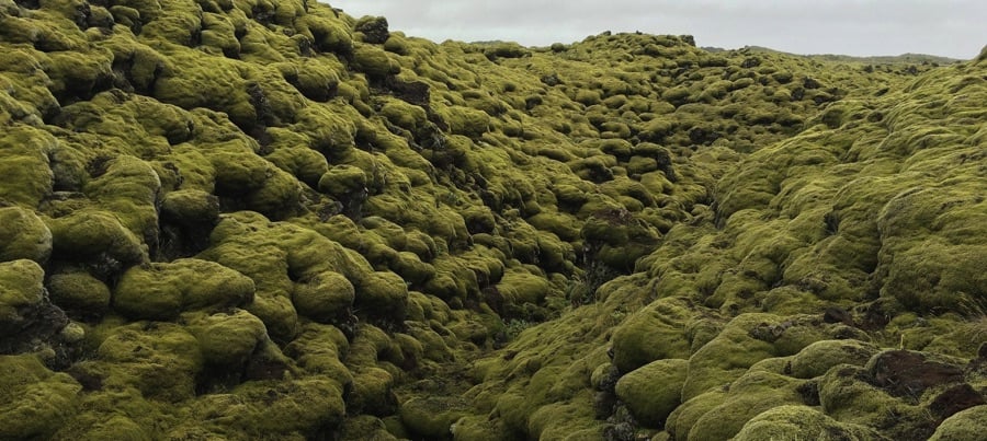 Moss in Iceland Moss in Iceland