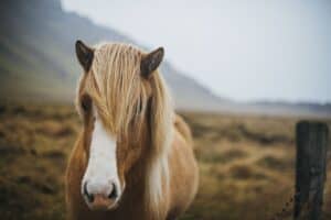 Free roaming horses Free roaming horses